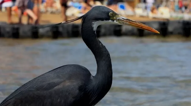 Bird Watching in Aswan 